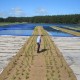 Floating Treatment Wetland, Maintenance walkway, Himatangi Beach